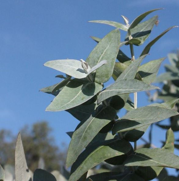 eucalyptus globulusfeuille