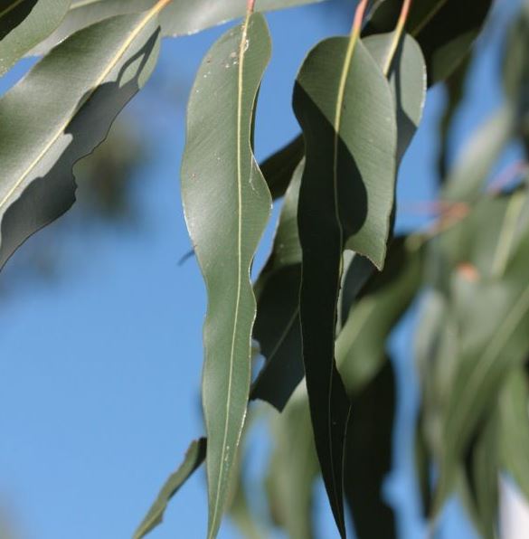 eucalyptus citronnéfeuille