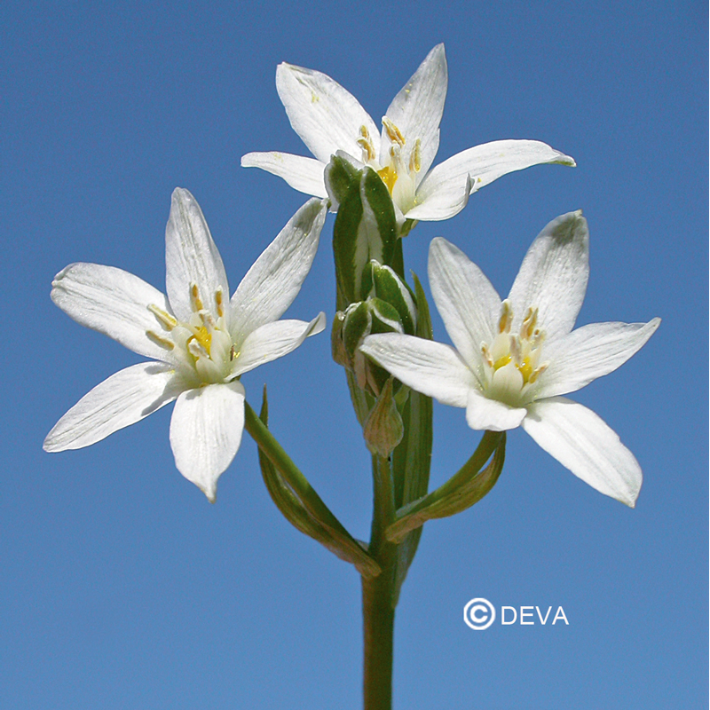etoile-de-bethleem-star-of-bethlehem (1) plantes