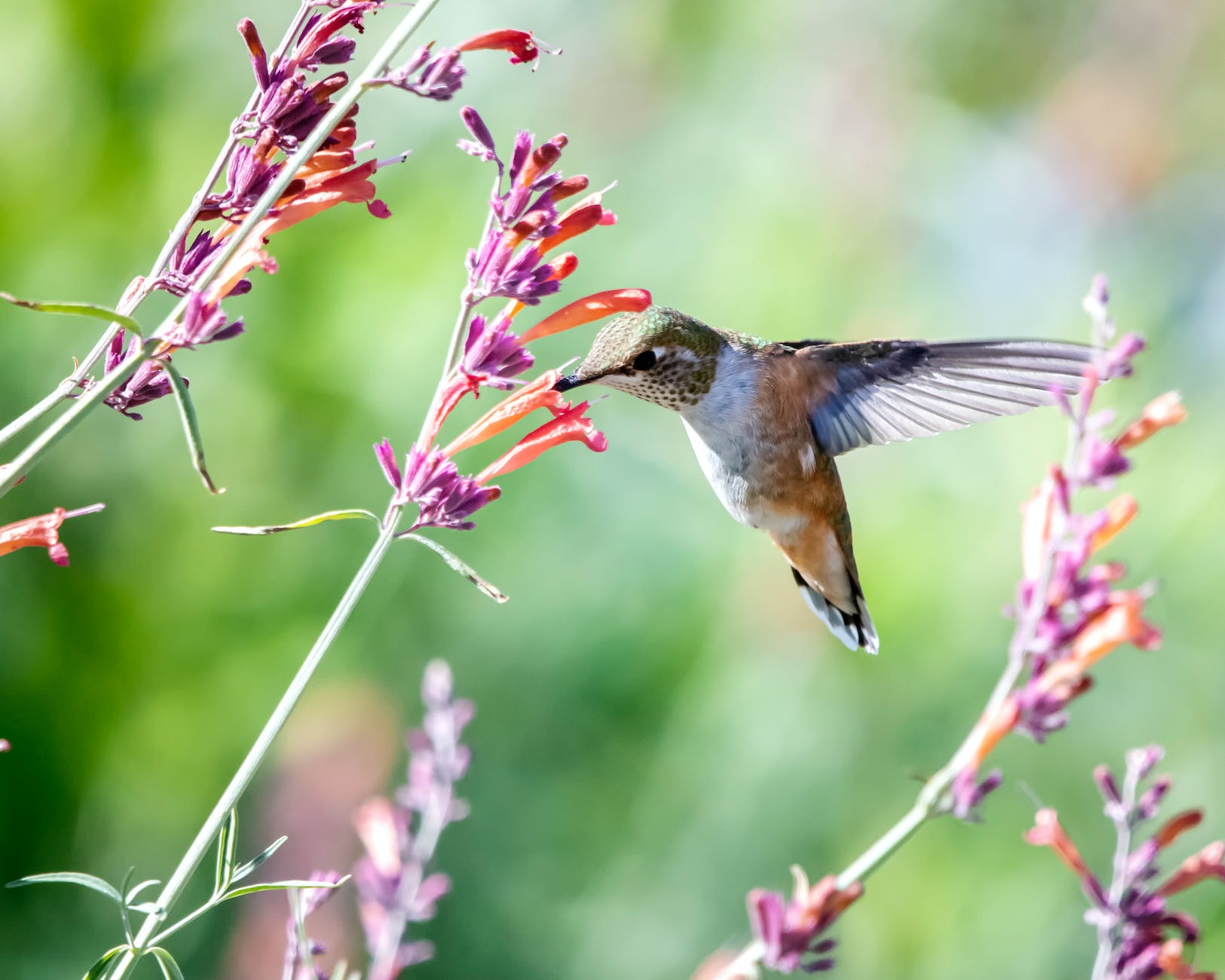 photo en gros plan de colibri pres de fleurs