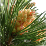 pin-sylvestre-pine