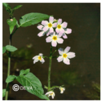 violette-d-eau-water-violet