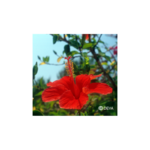 hibiscus