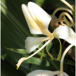 gingembre papillon - Feuille - Astérale