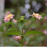 lantana camara - Feuille - Huile essentielle - Astérale