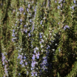 romarin verbénone - Feuille - Astérale