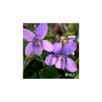 violette-des-bois