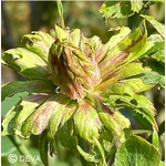 rose verte1