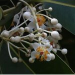 calophylle
