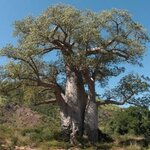 baobab1