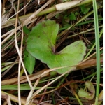 centella1