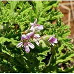 géranium bourbon feuille