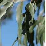 eucalyptus citronnéfeuille