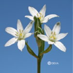 etoile-de-bethleem-star-of-bethlehem (1) plantes