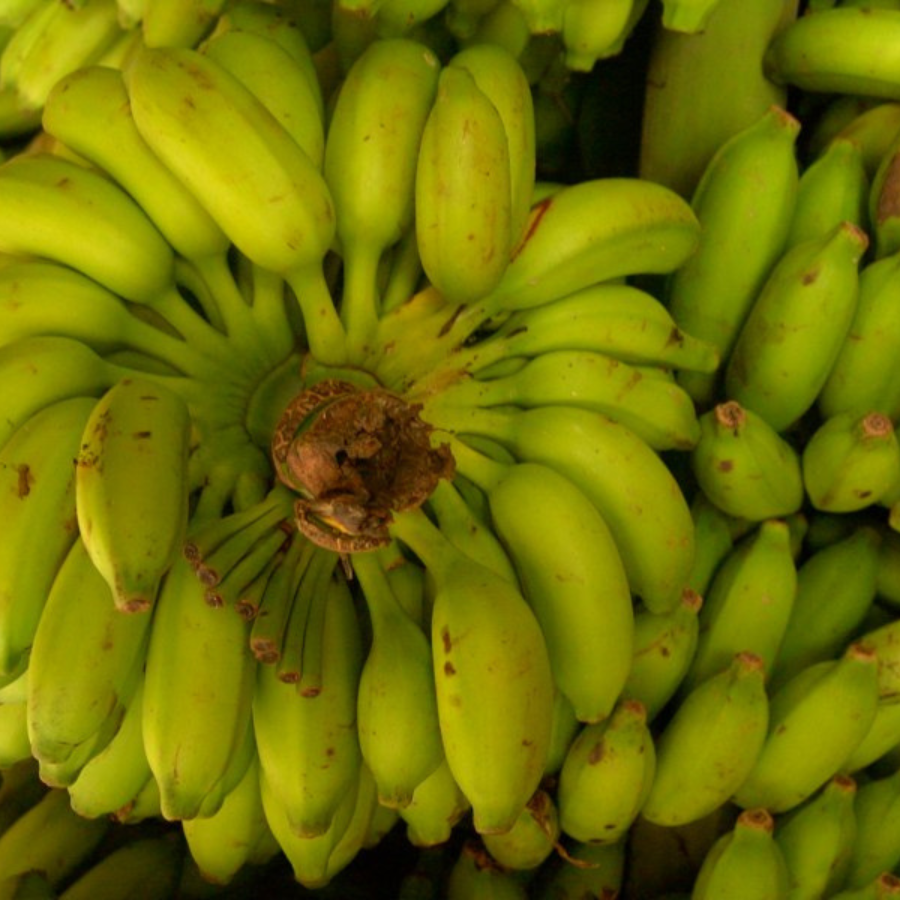 Bananes