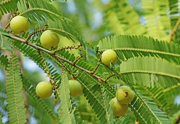 amla