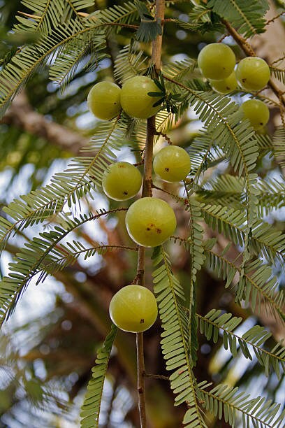 amla