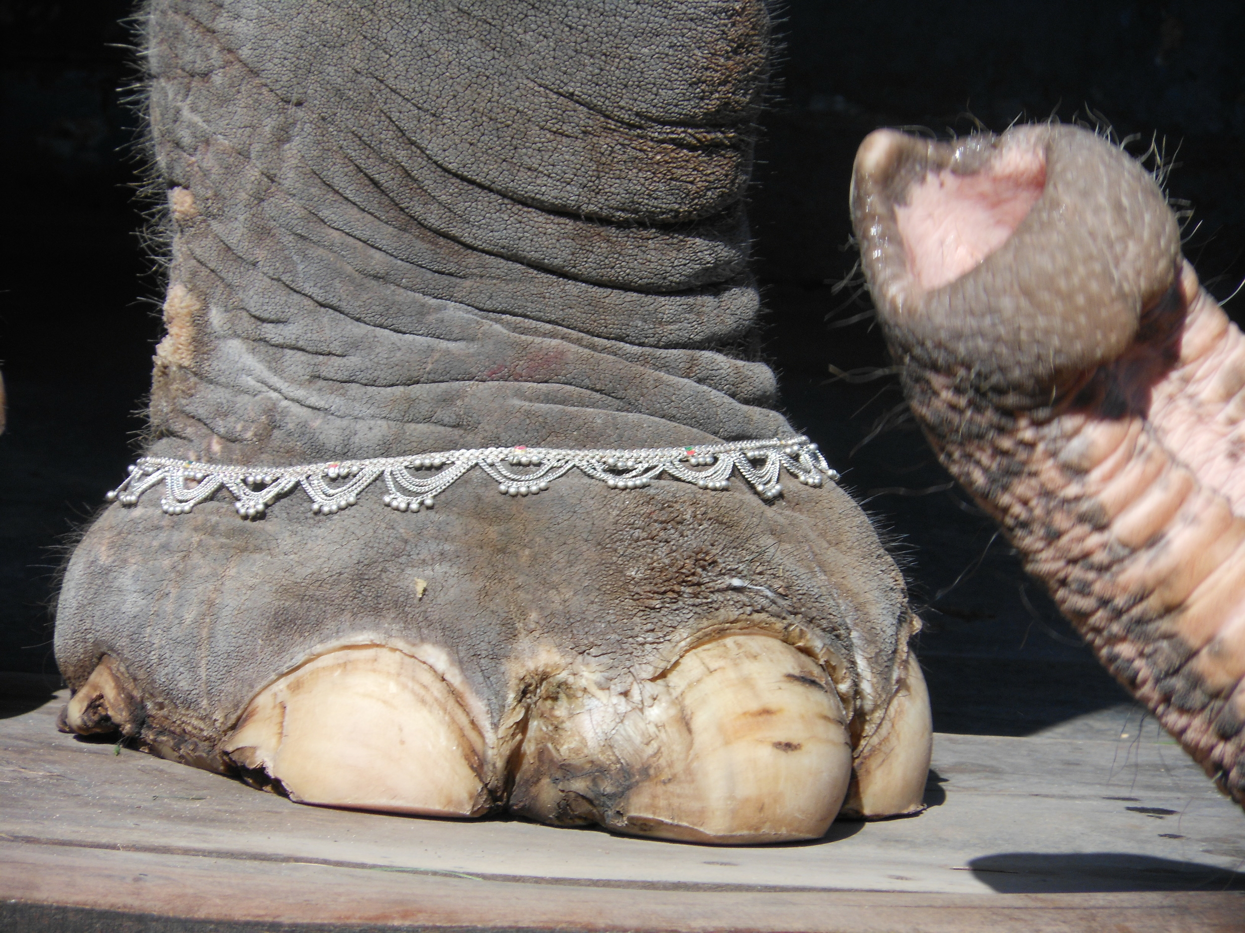 4-éléphant et trompe 2011