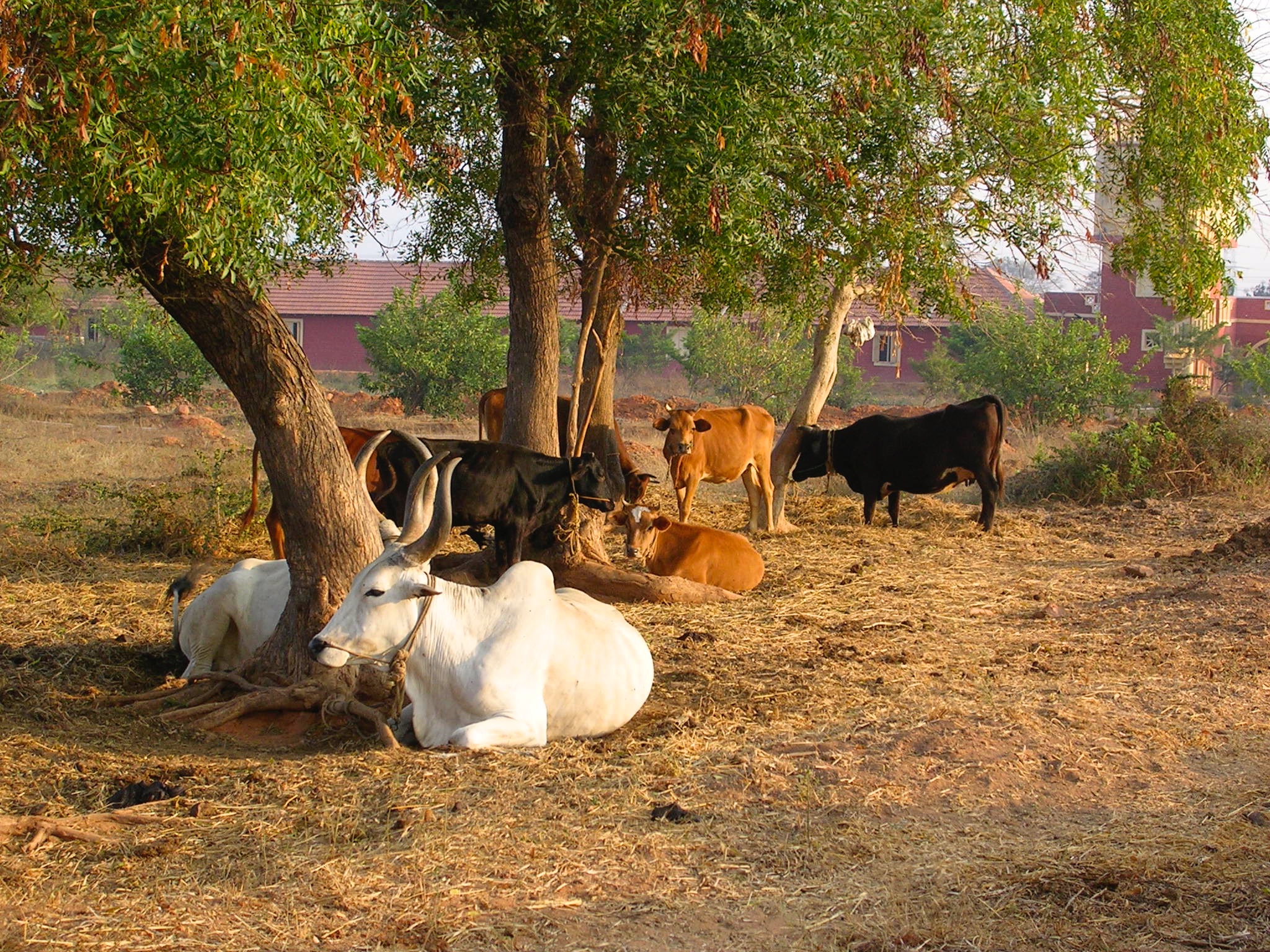 10-buflles ashram  vendu Harivastsa Nov N°1