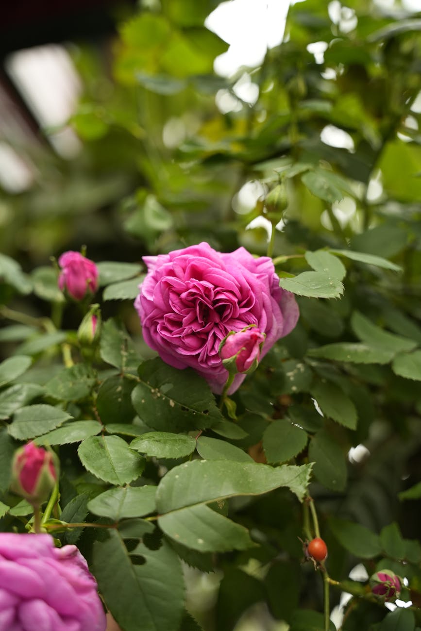 Huile Essentielle de Rose de Damas
