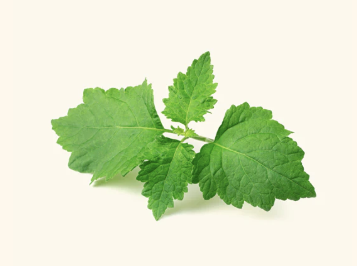 Huile Essentielle de Patchouli