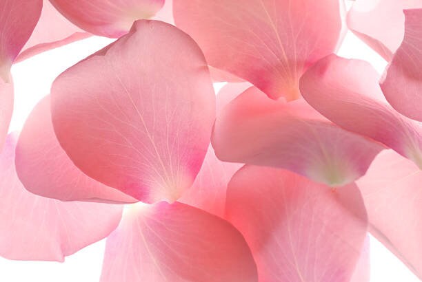 pétales de roses