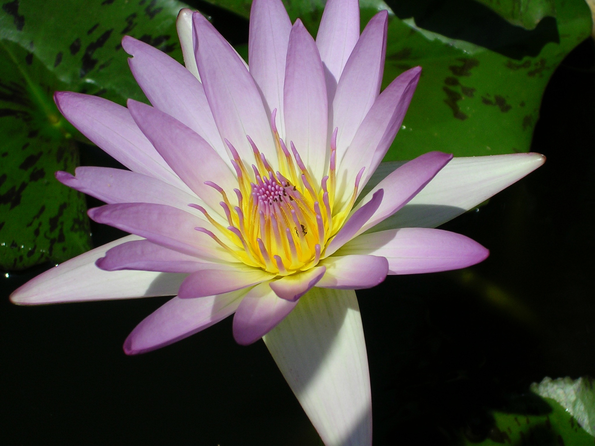 lotus
