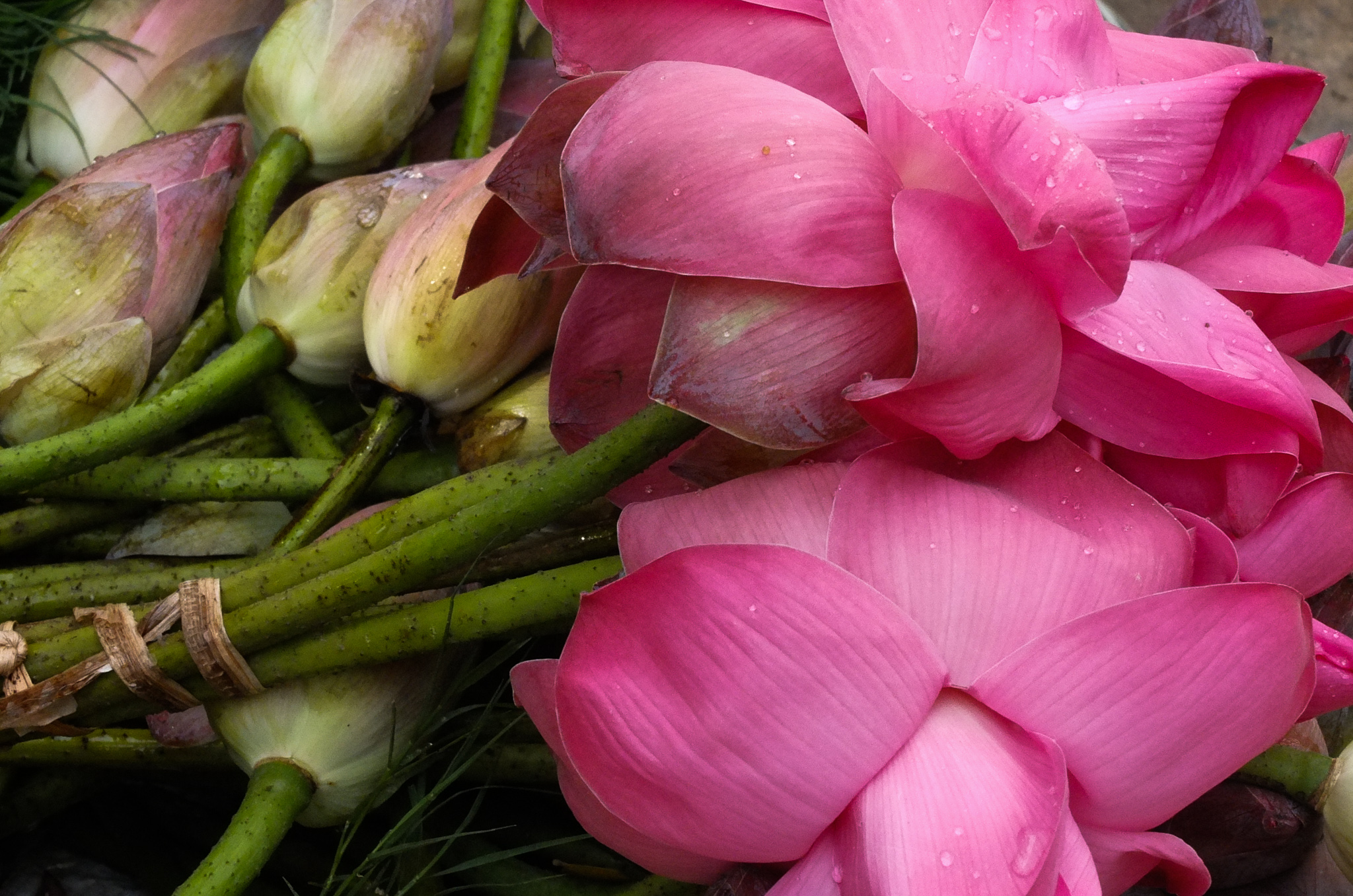 lotus fleurs