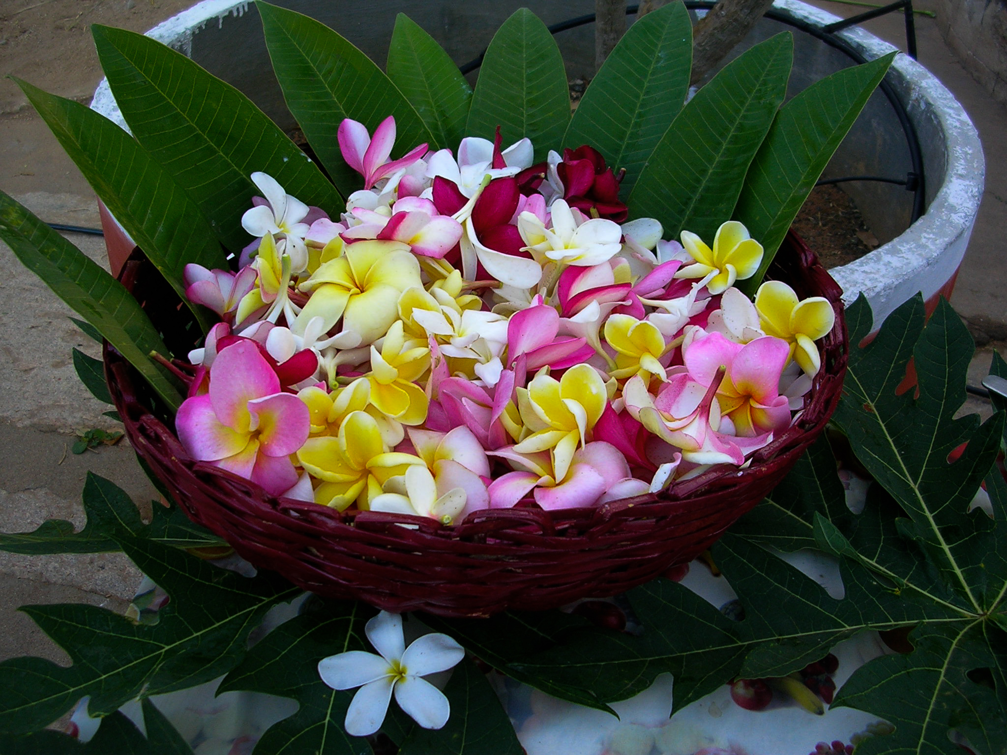 corbeille de fleurs de frangipanier