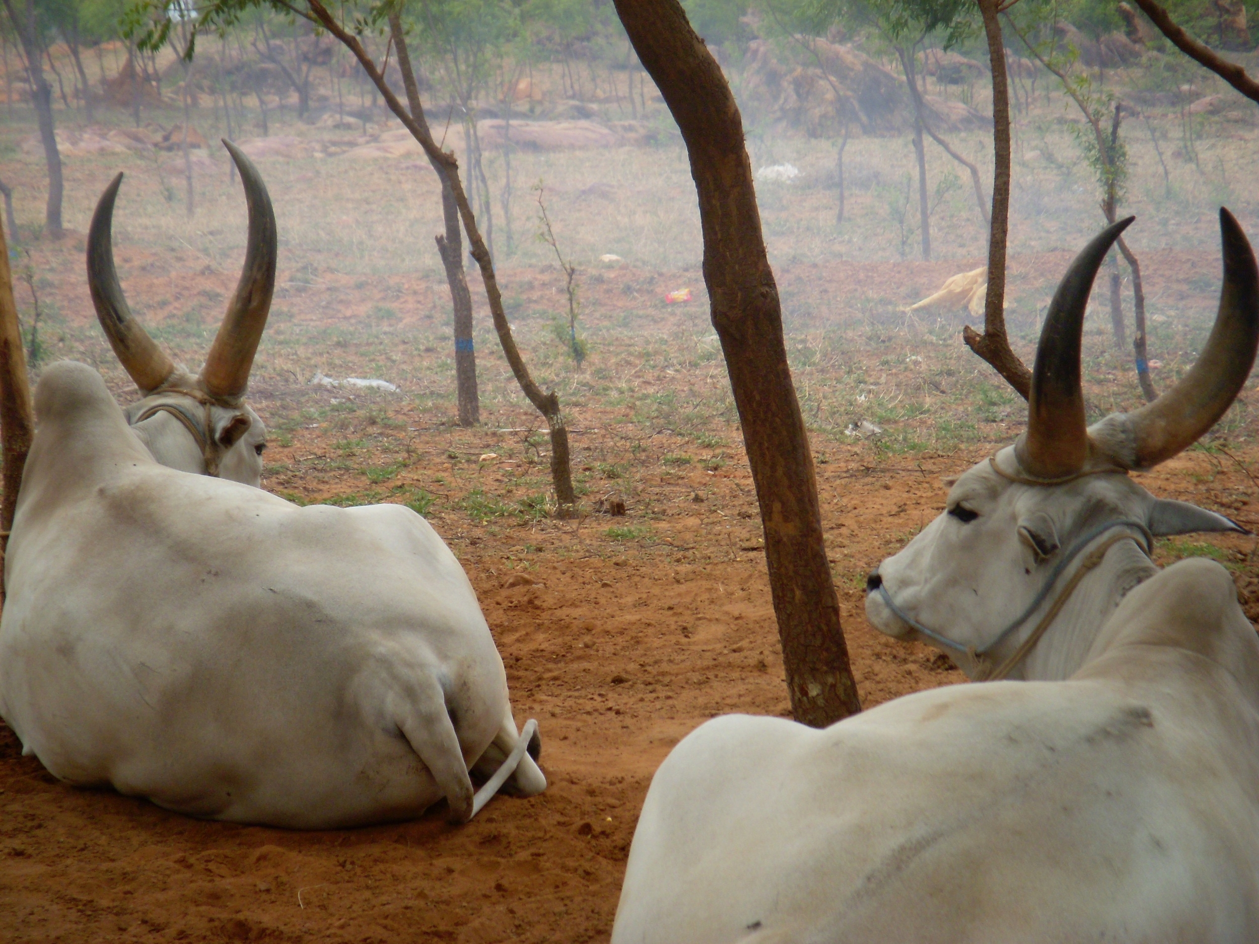 les buffles ashram