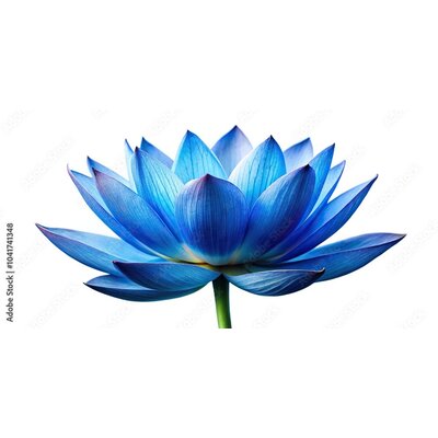 lotus bleu