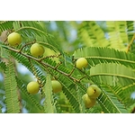amla