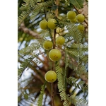 amla
