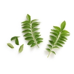 CURRY LEAVES