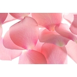 pétales de roses