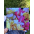 FLEURS