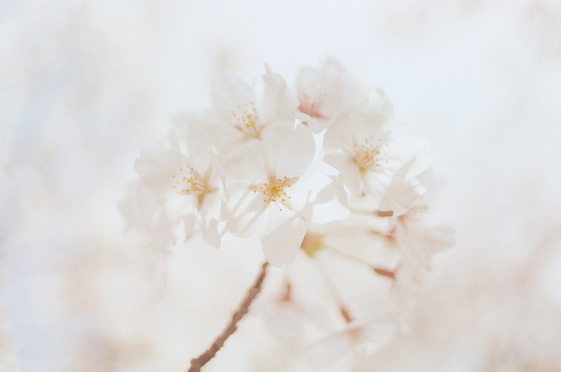 photographie en gros plan de fleurs blanches