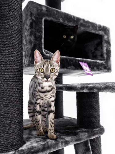 435993-Estate-170-pepper-13-375x500