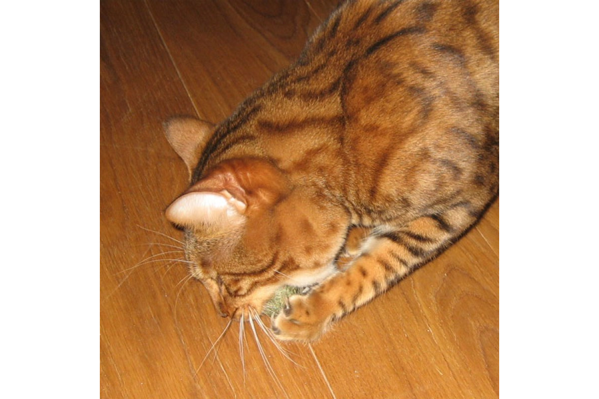 boulette-balle-d-herbe-aux-chats (2)