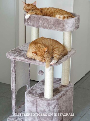 431124-LITTLEREDTIGERS2-373x500