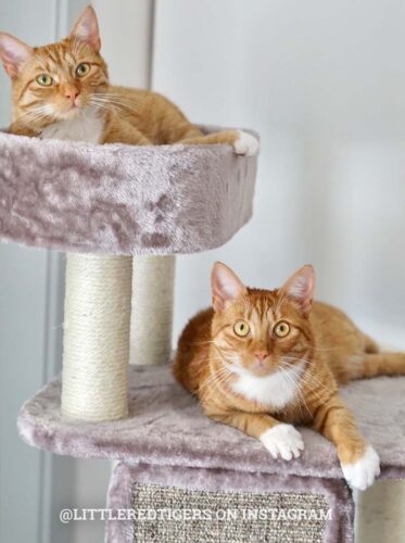 431124-LITTLEREDTIGERS1-373x500