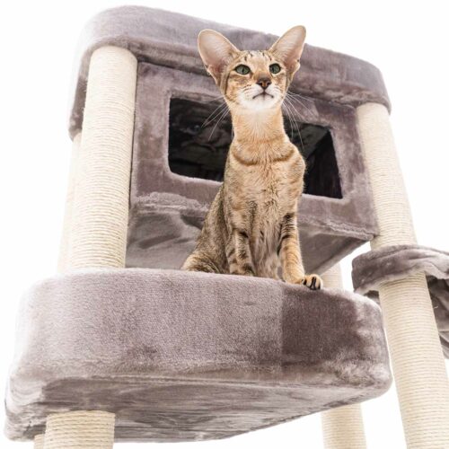 435997-Mansion-150-cappuccino-12-500x500