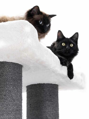431464_Ragdoll-200-12-1-1-375x500