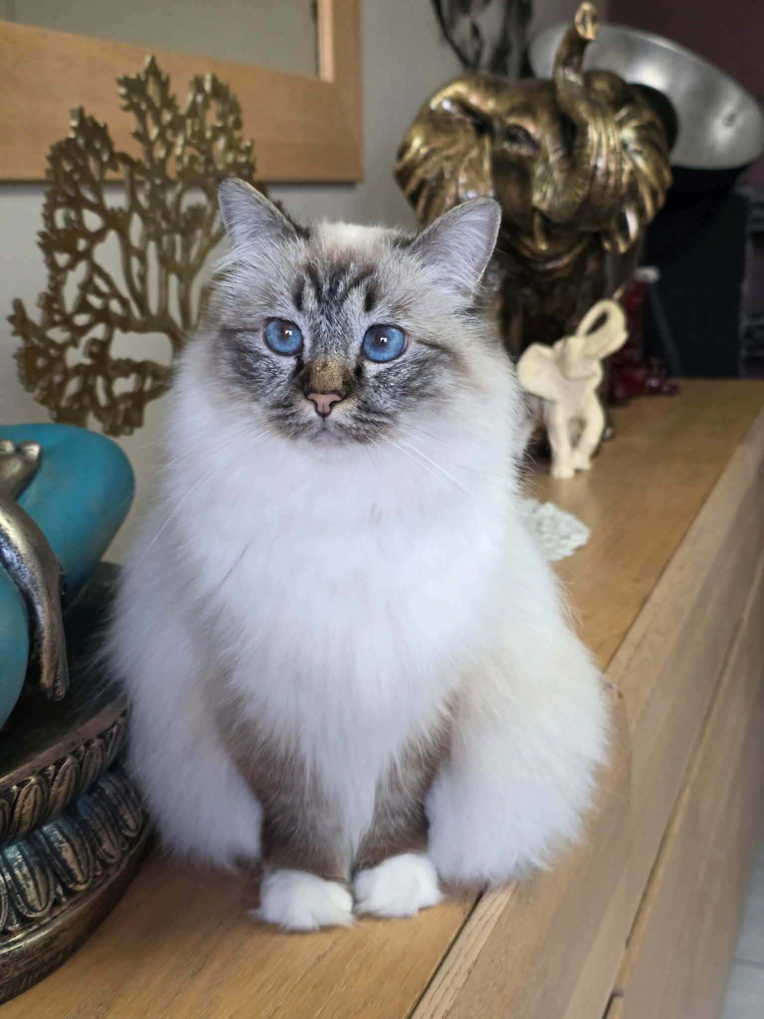 Notre chatterie