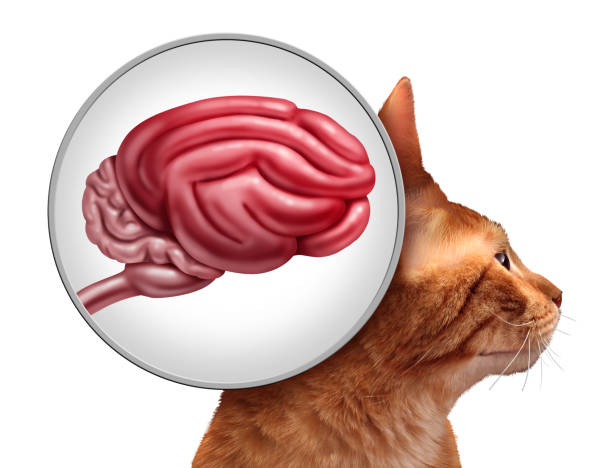 istockphoto 2168322920 612x612