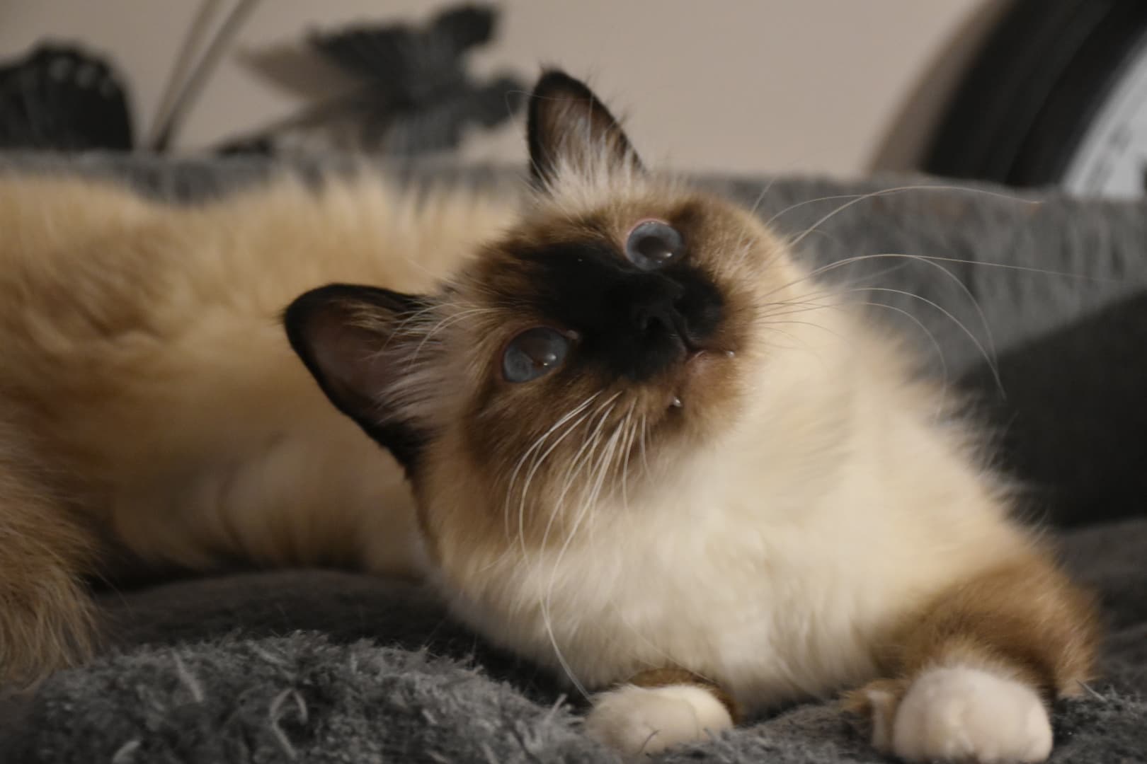 perle