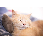 coussin-a-la-valeriane (1)