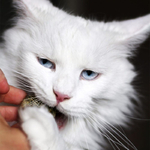 balle-d-herbe-a-chat (2)