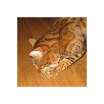 boulette-balle-d-herbe-aux-chats (2)