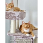 431124-LITTLEREDTIGERS1-373x500